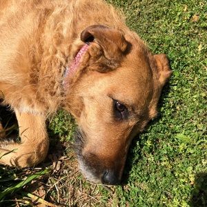 Meet your Posher, Rex